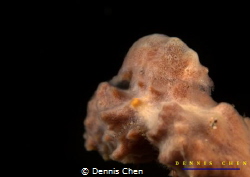 Master of camouflage
Cryptic sponge shrimp Gelastocaris ... by Dennis Chen 